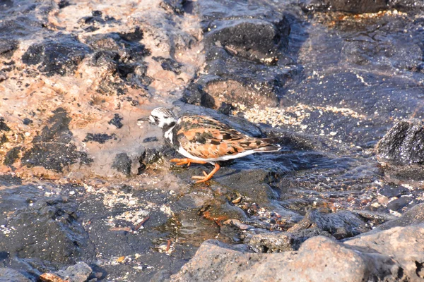 Kentish amante dell'acqua uccello — Foto Stock