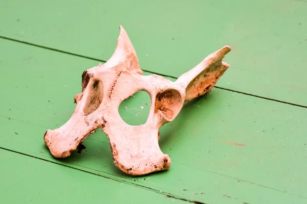 干山羊颅骨骨 — 图库照片