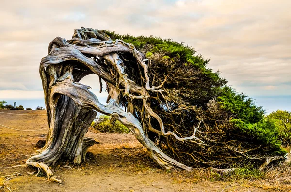 Gnarled Juniper Tree Shaped By The Wind — Stock Photo, Image