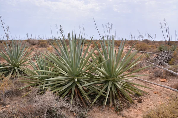 Paisaje en el sur de España — Foto de Stock