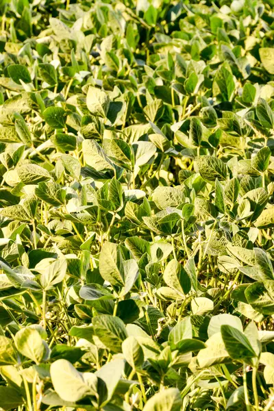 Campo vegetale di fagioli di soia — Foto Stock