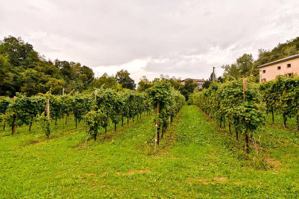 Vinice připravena k výrobě vína — Stock fotografie