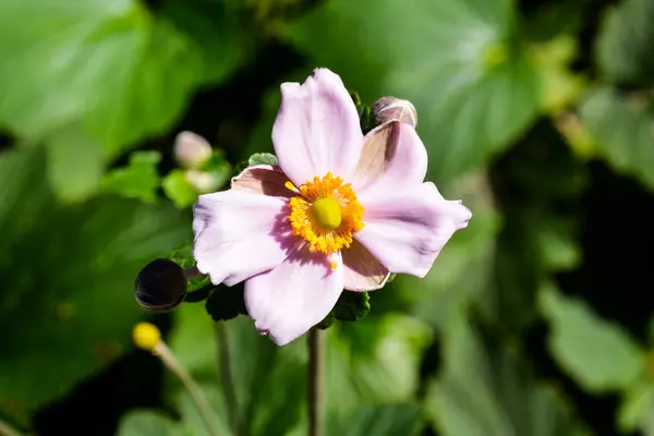 Flor flor fondo — Foto de Stock