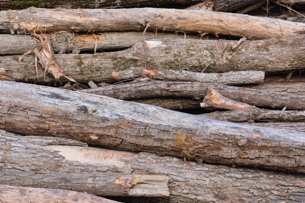 Holz Hintergrund Textur — Stockfoto