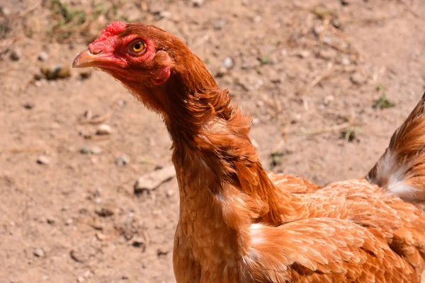 Pollo italiano Animal Bird — Foto de Stock