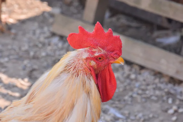 Pollo italiano Animal Bird — Foto de Stock