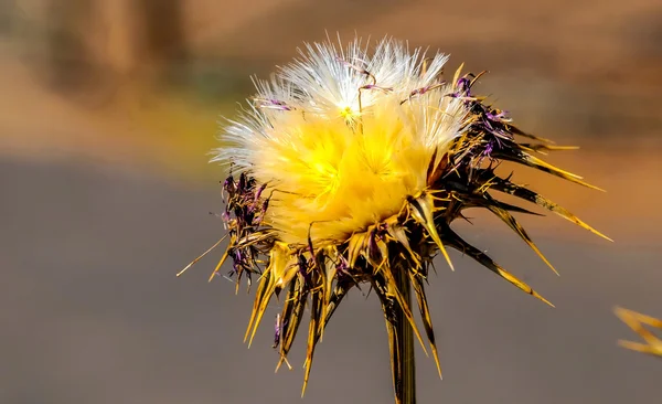Kurutulmuş çiçek — Stok fotoğraf