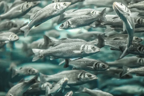 École de poissons gris argenté — Photo