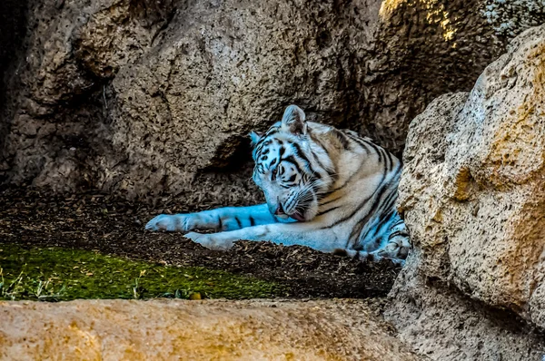 Zwart-wit gestreepte tijger — Stockfoto