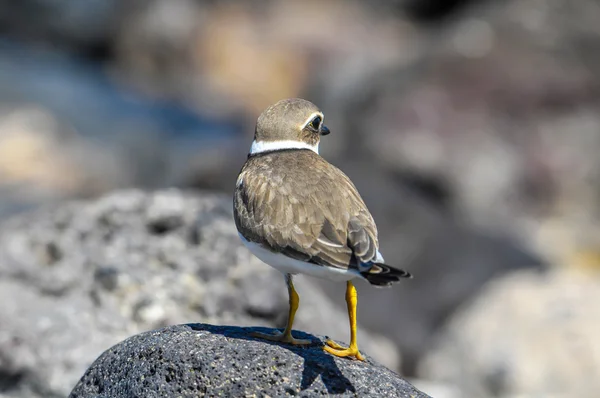 Vuxen Kentish Plover vatten fågel — Stockfoto