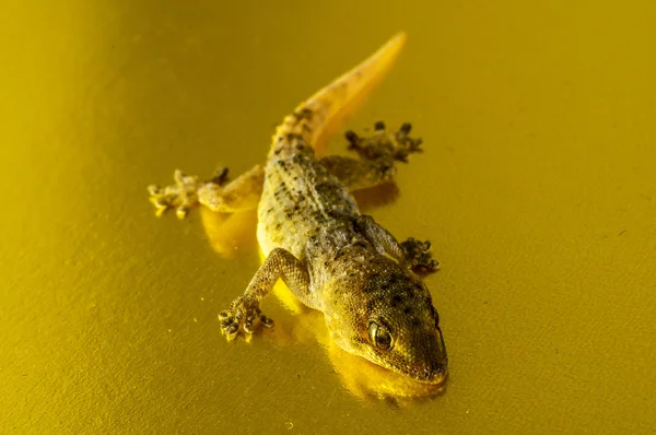 Szary gecko jaszczurka — Zdjęcie stockowe