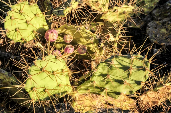 Green Prickly Pear Cactus Leaf — Stock Photo, Image