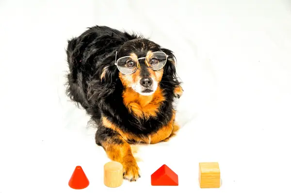 Hond iq-test — Stockfoto