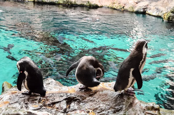 黒と白のペンギン — ストック写真