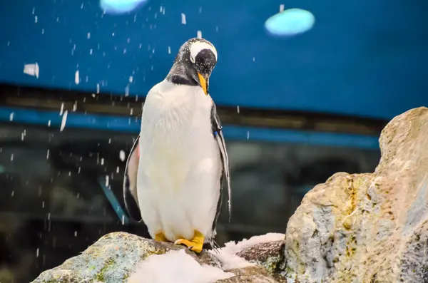 Schwarzer und weißer Pinguin — Stockfoto