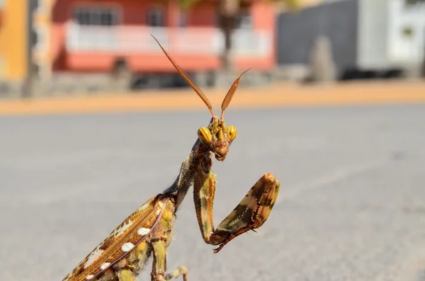 Böcek mantis bileğinde — Stok fotoğraf