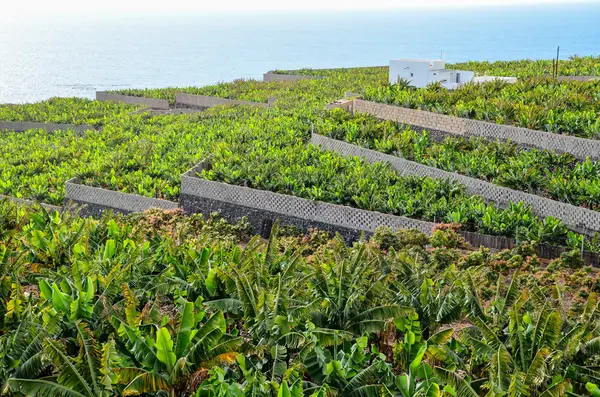 Campo di piantagione di banane — Foto Stock