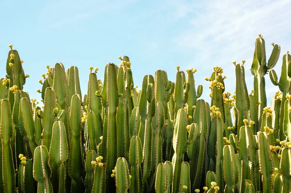 Cactus dans le désert — Photo