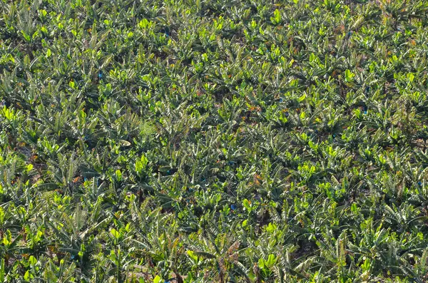 Campo di piantagione di banane — Foto Stock