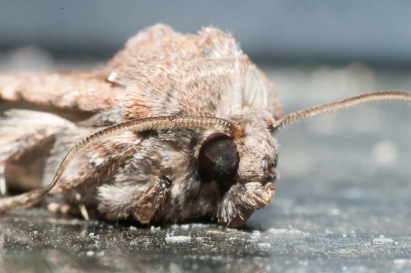 夜虫茶色の蛾 — ストック写真