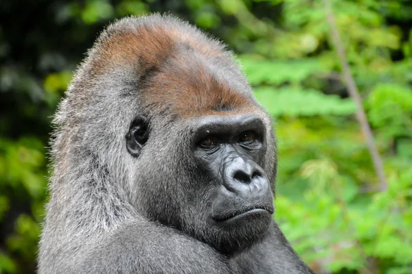 Güçlü yetişkin siyah goril — Stok fotoğraf
