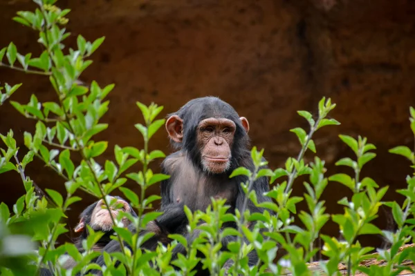 Zwarte chimpansee zoogdier Ape — Stockfoto