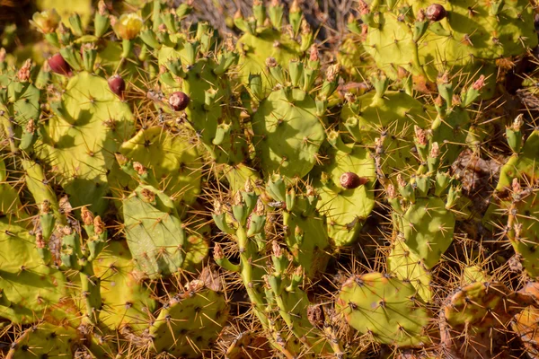 Vihreä Piikikäs Päärynä Kaktus Leaf — kuvapankkivalokuva