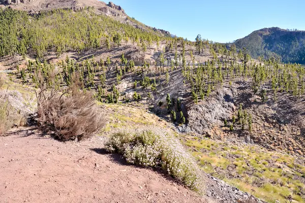 Las na Teneryfie Park Narodowy Teide — Zdjęcie stockowe