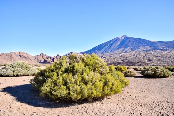 Volkan Teide Ulusal Parkı 'ndaki Çöl Manzarası — Stok fotoğraf