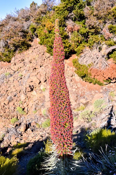 テネリフェ島の Tajinaste の花 — ストック写真