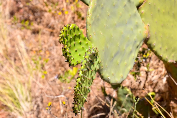 Texture du cactus Contexte — Photo