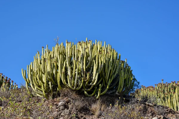 Cactus Texture Background — Stock Photo, Image