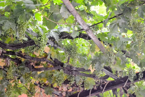 Vinhedo pronto para produzir vinho — Fotografia de Stock