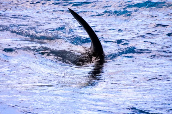 Däggdjur Orca späckhuggare fisk — Stockfoto