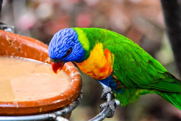 Colored Tropical Parrot — Stock Photo, Image