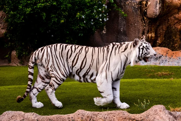 Zeldzame wit gestreept wilde tijger — Stockfoto