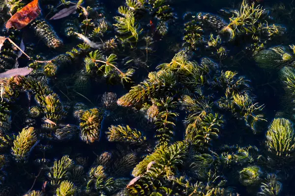 Textur von grünem Gras — Stockfoto