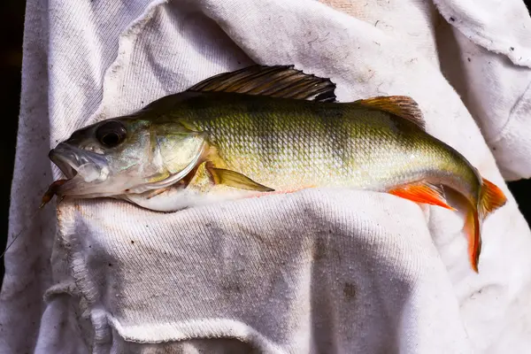 Pescado capturado por un pescador —  Fotos de Stock