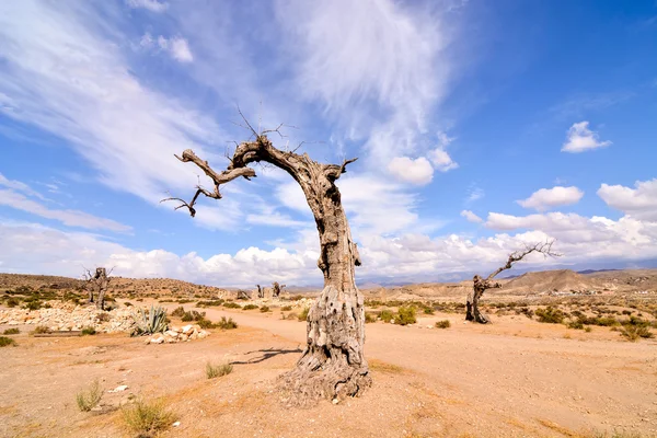 Пустеля Tabernas в Альмерії провінція Іспанії — стокове фото