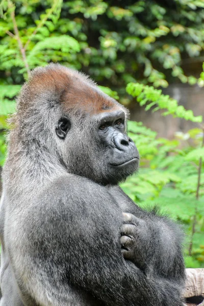 Stark vuxen svart gorilla — Stockfoto