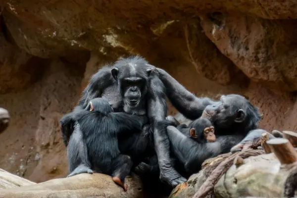 Negro chimpancé mamífero mono —  Fotos de Stock