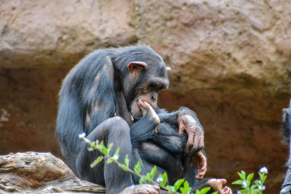 Negro chimpancé mamífero mono — Foto de Stock