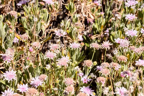 Bloem achtergrondstructuur — Stockfoto