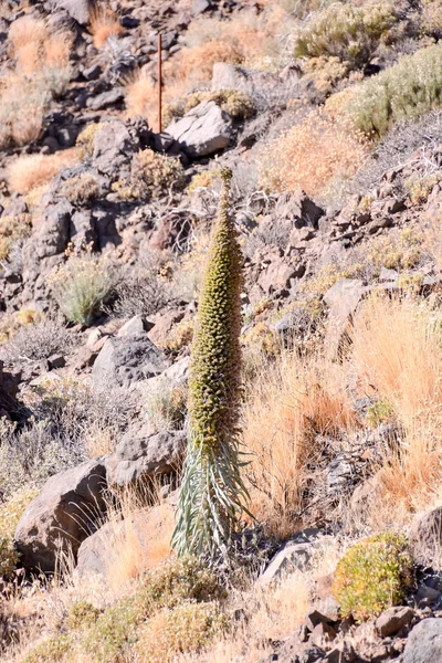 Tajinaste Blume der Insel Teneriffa — Stockfoto