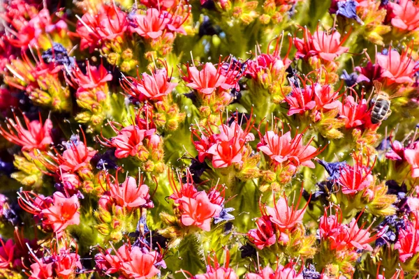 Tajinaste Fiore dell'isola di Tenerife — Foto Stock