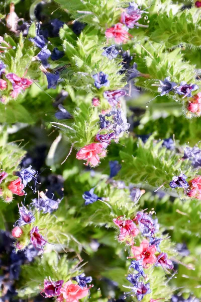 Bloem achtergrondstructuur — Stockfoto