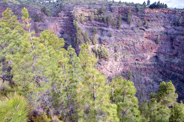 Vista del árbol de pino — Foto de Stock