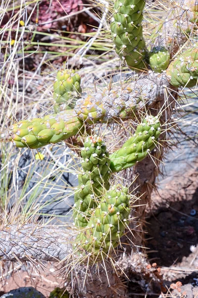 Cactus Texture Background — Stock Photo, Image