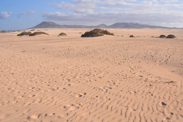 Textur Sanddünenwüste — Stockfoto