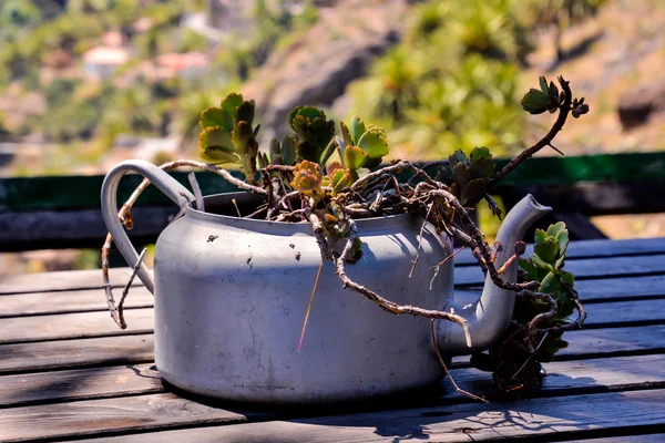 Strange Unusual Plant Pot — Stock Photo, Image